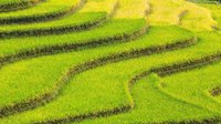 大力实施乡村振兴战略