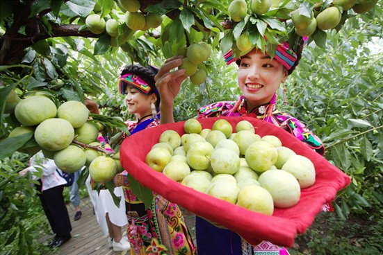 青翠的李子挂满枝头