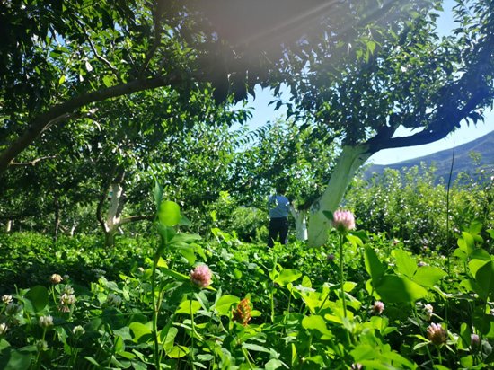 茂县农业局高级农艺师徐岷在发布会前向