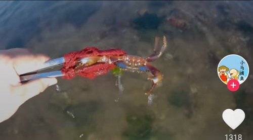 抖音小马带你去赶海,浪漫就是:说不定今天捉到啥 我们来认识故事的男主角@渔村小马