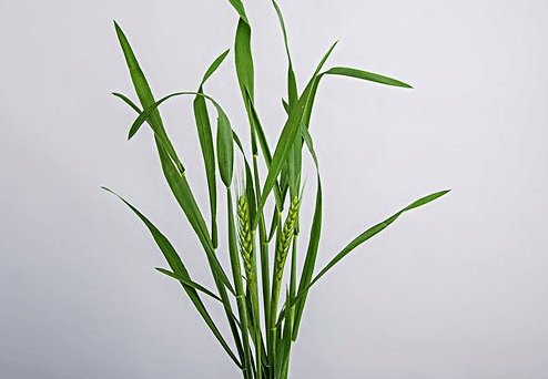 对小麦叶片气孔的研究对小麦成长状况等