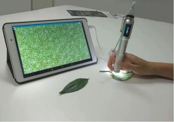 对于小麦叶片气孔的研究