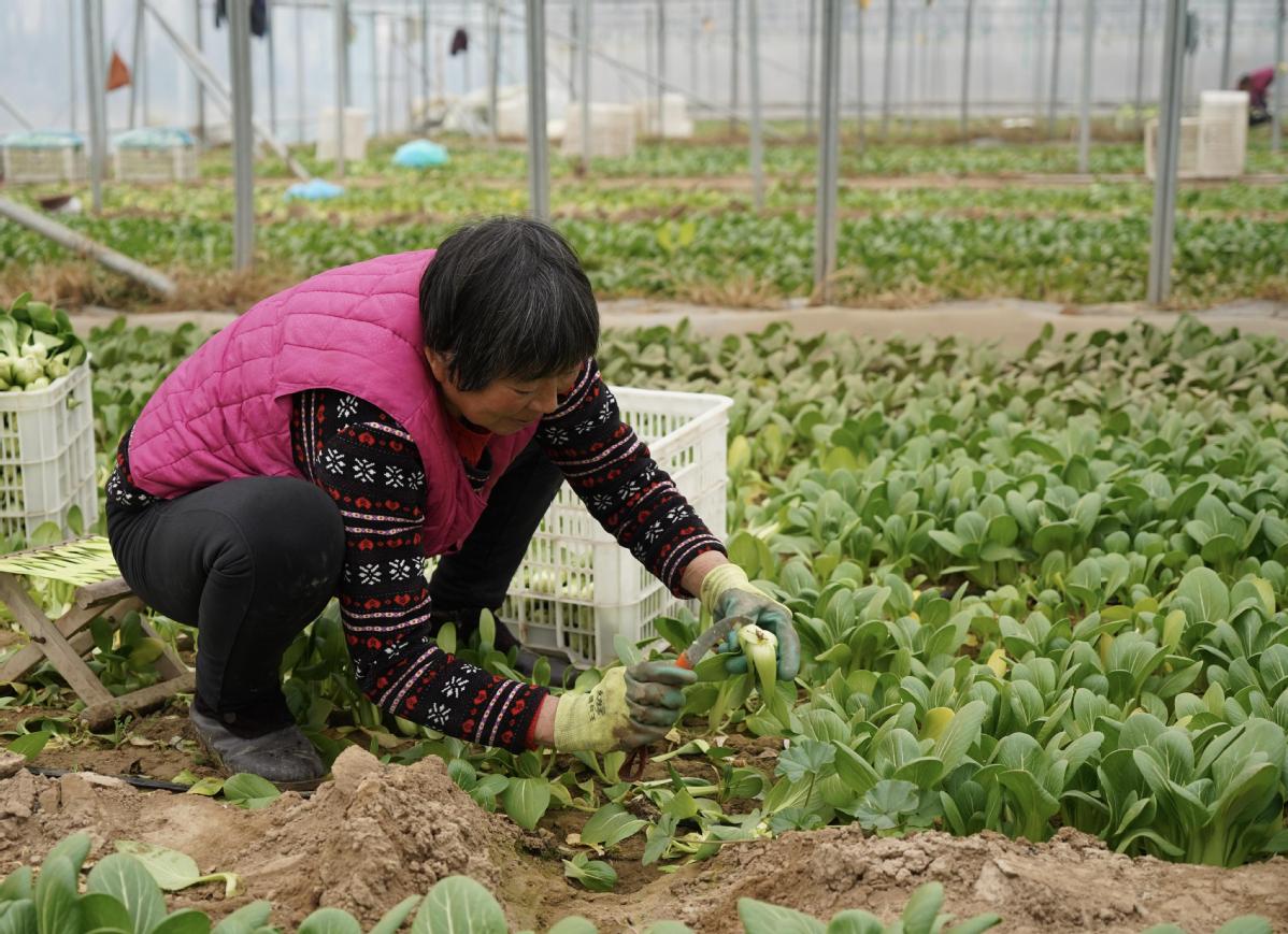 鸡毛菜已经成熟
